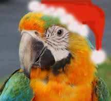 christmas parrot