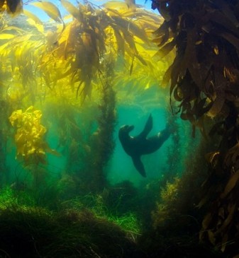 kelp forest sea lion