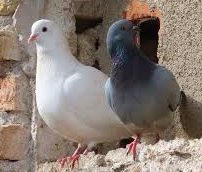 pigeons